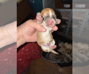 Yorkshire Terrier Puppy for sale in BENSON, NC, USA