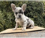 Image preview for Ad Listing. Nickname: Jypsy