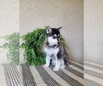 Small Photo #3 Pomsky Puppy For Sale in BELLEVUE, IA, USA