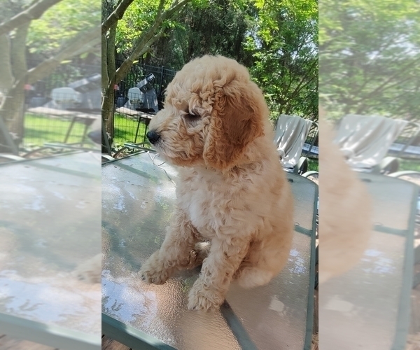 Medium Photo #10 Bernedoodle (Miniature) Puppy For Sale in WILLOWBROOK, IL, USA