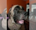 Small Photo #9 Mastiff Puppy For Sale in INDIANAPOLIS, IN, USA