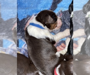 English Springer Spaniel Puppy for sale in WORTHINGTON, IN, USA
