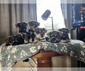 Schnauzer (Miniature) Puppy for sale in SAN PABLO, CA, USA