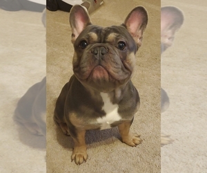 Father of the French Bulldog puppies born on 09/17/2019