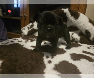 French Bulldog Puppy for Sale in COLUMBUS, Georgia USA