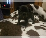 Small French Bulldog