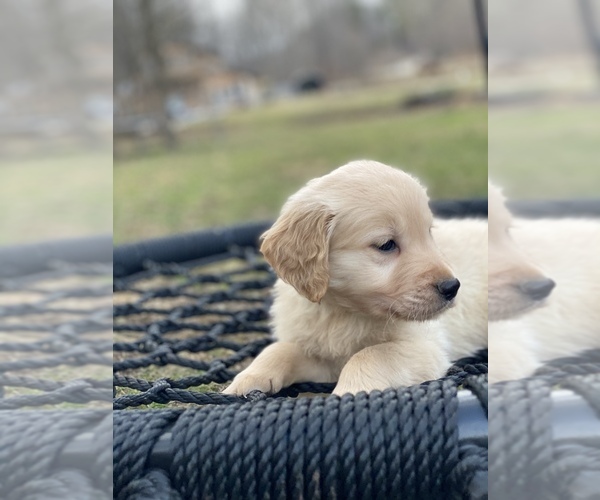 Medium Photo #3 Golden Retriever Puppy For Sale in MORGANTOWN, IN, USA