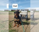 Small Photo #1 Rottweiler Puppy For Sale in FALCON, CO, USA