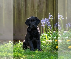 Golden Labrador Puppy for sale in BUCKLEY, WA, USA