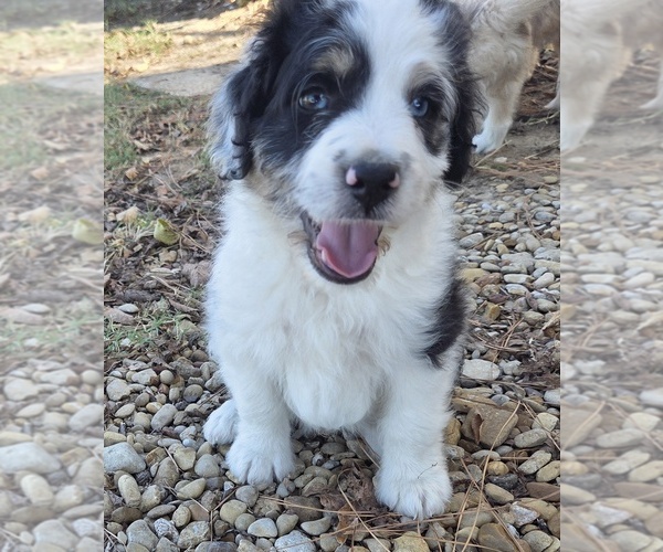 Medium Photo #12 Aussiedoodle Puppy For Sale in WILLS POINT, TX, USA