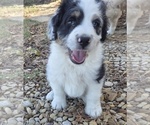 Small #11 Aussiedoodle