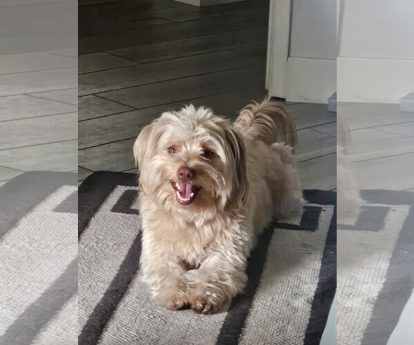 Medium Photo #3 Havanese Puppy For Sale in Menifee, CA, USA