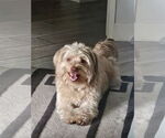 Small #2 Havanese
