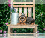 Puppy Moe Yorkshire Terrier