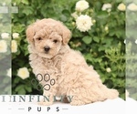 Small #2 Poodle (Toy)
