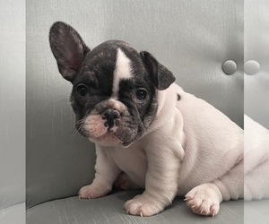 French Bulldog Puppy for sale in JOHNS ISLAND, SC, USA