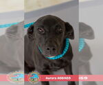 Small #1 Labrador Retriever