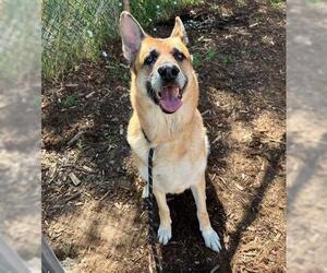 German Shepherd Dog Dogs for adoption in Denver, CO, USA