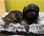 Small #1 Shih Tzu