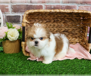 Shih Tzu Puppy for sale in SYRACUSE, IN, USA