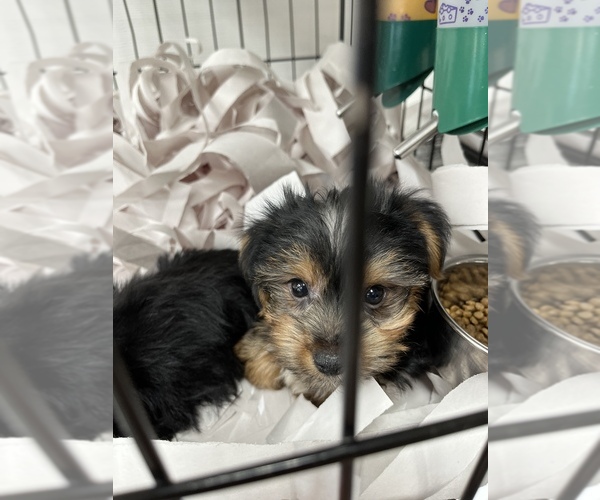 Medium Photo #6 Morkie Puppy For Sale in NEW YORK, NY, USA