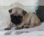 Small Photo #66 Pug Puppy For Sale in WINNSBORO, TX, USA