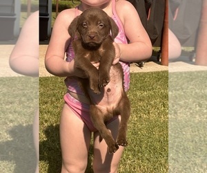 Labrador Retriever Puppy for sale in SUFFOLK, VA, USA