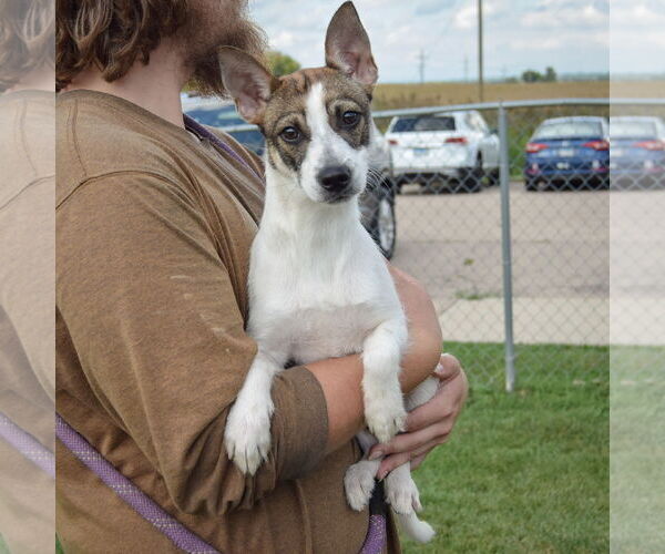 Medium Photo #3 Mutt Puppy For Sale in Huntley, IL, USA