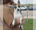 Small #2 Mutt