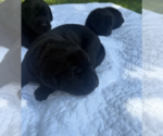 Small #4 Labrador Retriever