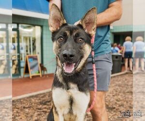 German Shepherd Dog-Unknown Mix Dogs for adoption in Washington, DC, USA