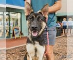 Small German Shepherd Dog Mix