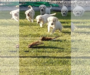 Labrador Retriever Puppy for sale in YAKIMA, WA, USA