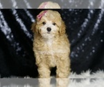 Puppy AKC Marie Poodle (Toy)