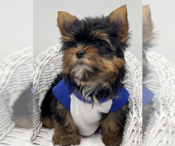Medium Photo #10 Yorkshire Terrier Puppy For Sale in CORAL SPRINGS, FL, USA