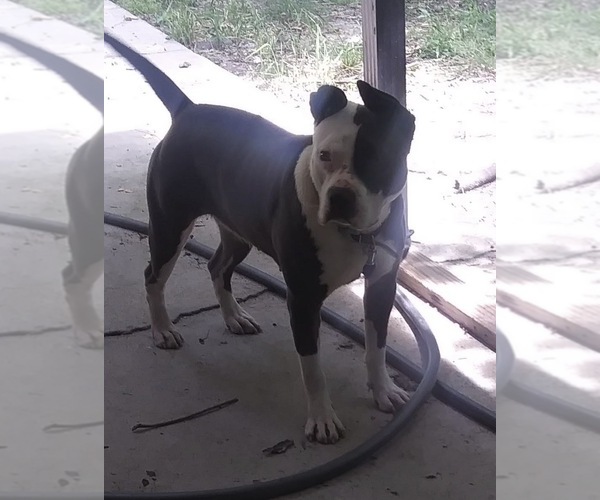 Medium Photo #5 American Bulldog Puppy For Sale in MACON, GA, USA