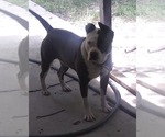 Scooby - Male American Bulldog Dog for Adoption - Photo #5