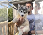 Small Photo #64 Siberian Husky Puppy For Sale in KANSAS CITY, MO, USA