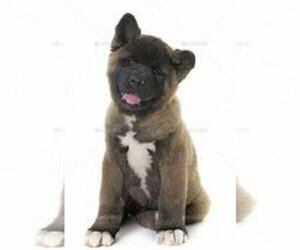 Akita Puppy for sale in CHICAGO, IL, USA