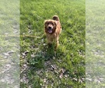 Small Photo #1 Golden Retriever Puppy For Sale in VESTAL, NY, USA