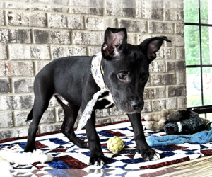 Nibs - Male Bulldog-Catahoula Leopard Dog Mix Dog for Adoption - Photo #8