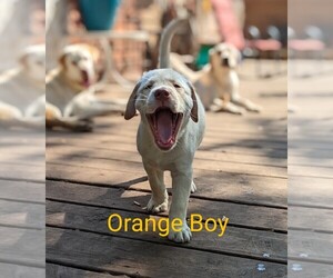 Labrador Retriever Puppy for sale in LAKEPORT, MI, USA