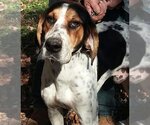 Small Photo #4 Bluetick Coonhound Puppy For Sale in Thomasville, NC, USA