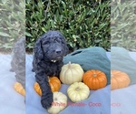 Puppy 4 Goldendoodle-Poodle (Miniature) Mix