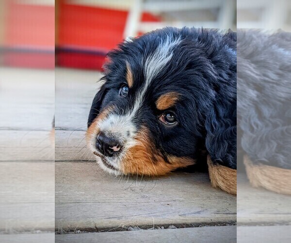 Medium Photo #3 Bernese Mountain Dog Puppy For Sale in OREGON CITY, OR, USA