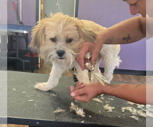 Shih Tzu-Unknown Mix Dogs for adoption in Peralta, NM, USA