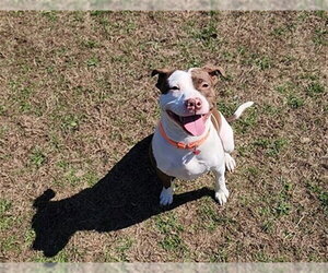 Mutt Dogs for adoption in Springfield, MA, USA