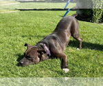 Small #3 American Pit Bull Terrier-American Staffordshire Terrier Mix