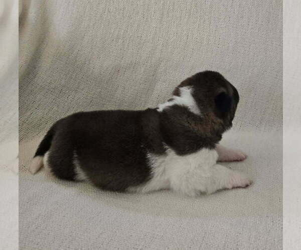 Medium Photo #6 Akita Puppy For Sale in STRAFFORD, MO, USA