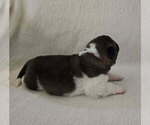Small #5 Akita